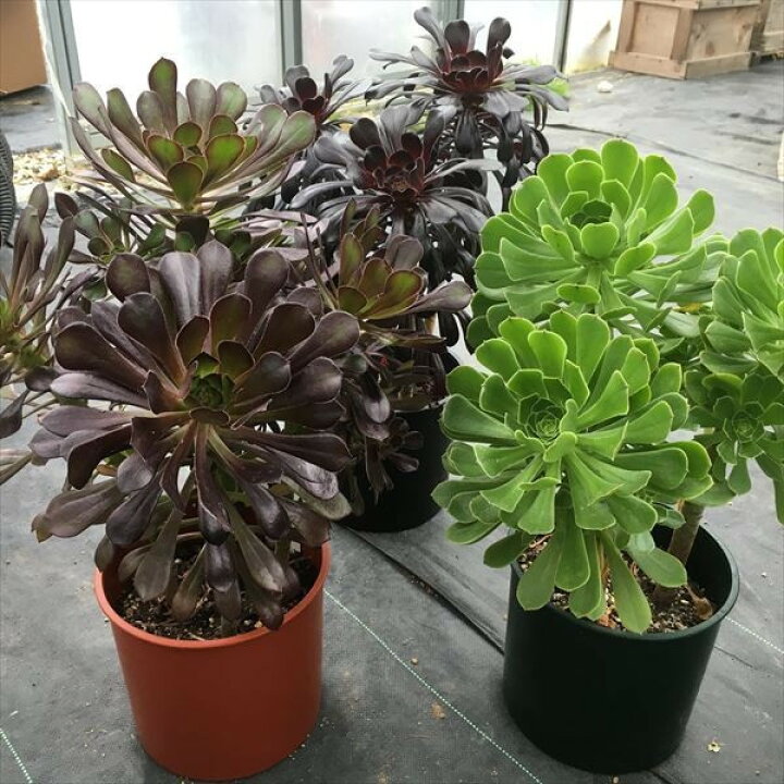 楽天市場 多肉植物 アエオニウム 黒法師 サンシモン カナリエンス 葉の色をお選びください 遊恵盆栽 楽天市場店