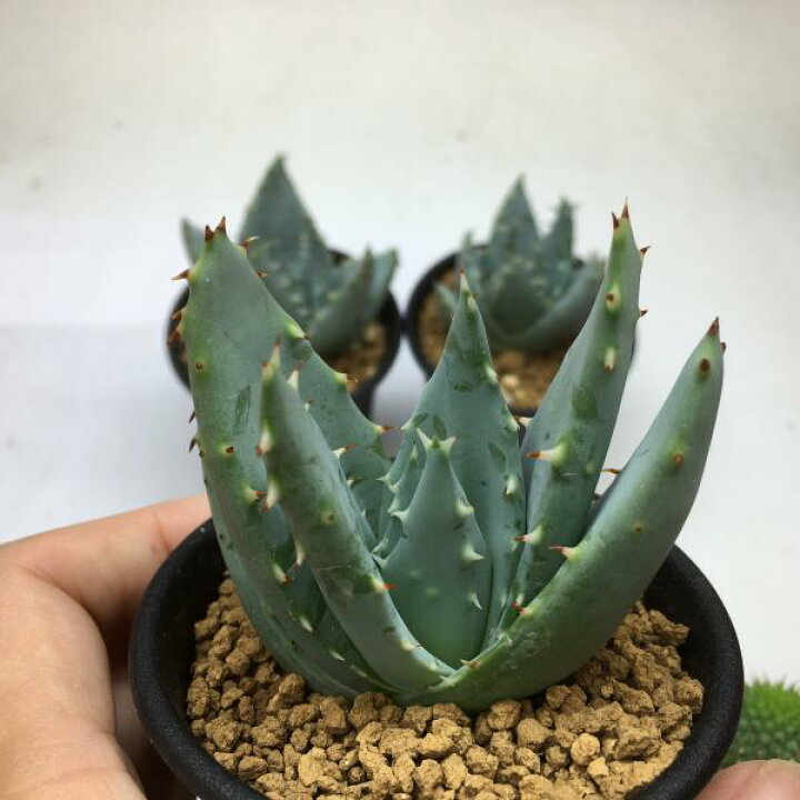 楽天市場 多肉植物 アロエ ペグレラエ 実生 6ｃｍ 遊恵盆栽 楽天市場店