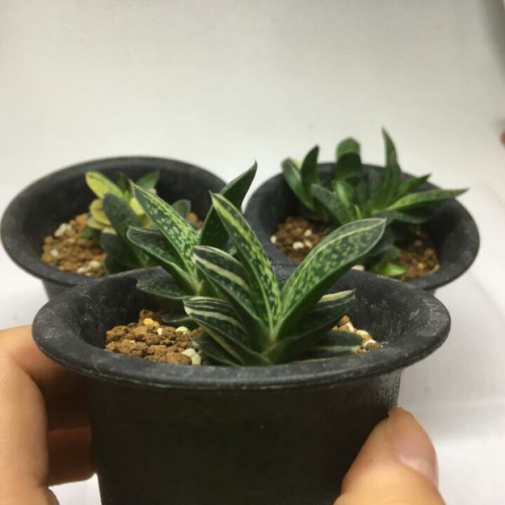 楽天市場】多肉植物：ガステリア 子宝錦*幅3cm : 遊恵盆栽 楽天市場店