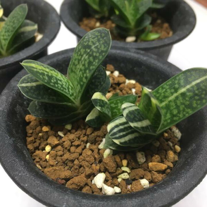 楽天市場】多肉植物：ガステリア 子宝錦*幅3cm : 遊恵盆栽 楽天市場店