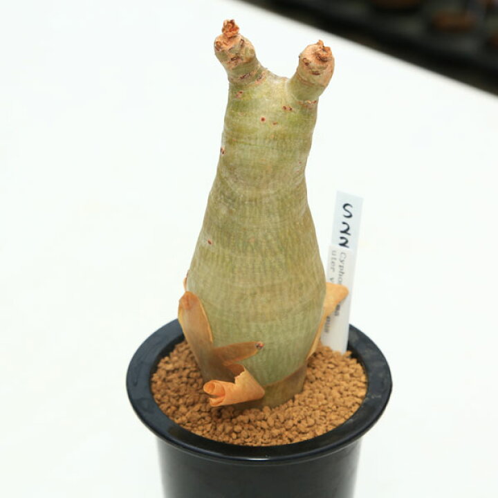 楽天市場】コーデックス：キフォステンマ ウター マクロプス*幅5.5cm  