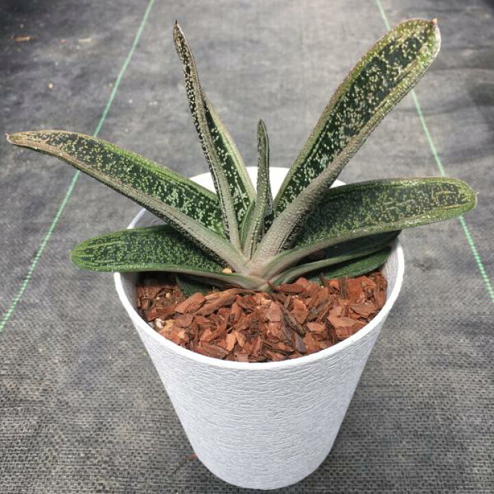 引き取り限定 東京世田谷 ガステリア ドラゴンスキン 多肉植物 株分け 観葉植物 鉢植え 無料配達 ガステリア