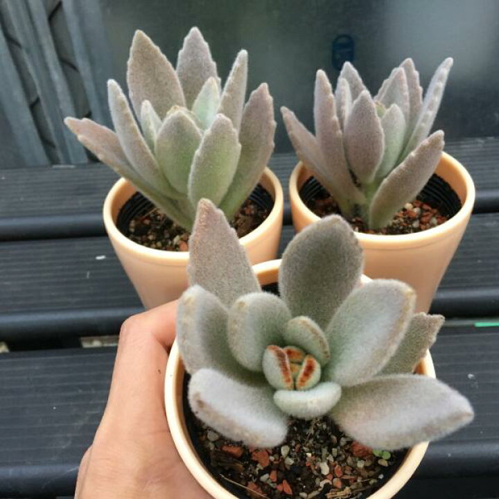 楽天市場 多肉植物 カランコエ 白うさぎ 葉幅7ｃｍ 遊恵盆栽 楽天市場店