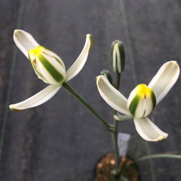 楽天市場】多肉植物：アルブカ フミリス S*葉幅9cm : 遊恵盆栽 楽天 
