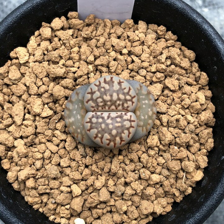 楽天市場 多肉植物 リトープス ベリーレッド 幅2cm 遊恵盆栽 楽天市場店