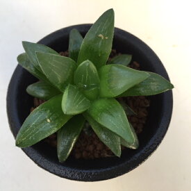 多肉植物：ハオルチアhyb.*幅7.5cm