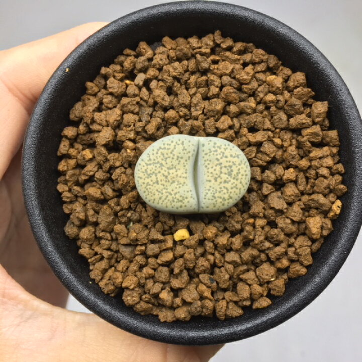 楽天市場 多肉植物 リトープス 麗春玉 幅2cm 遊恵盆栽 楽天市場店