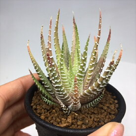 楽天市場 十二の巻 花 ガーデン Diy の通販
