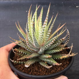 楽天市場 十二の巻 花 ガーデン Diy の通販