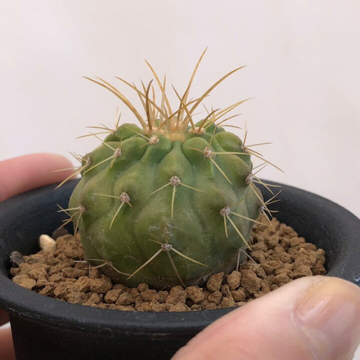 楽天市場】サボテン：コピアポア ハセルトニアナ 逆鱗丸*幅4cm 