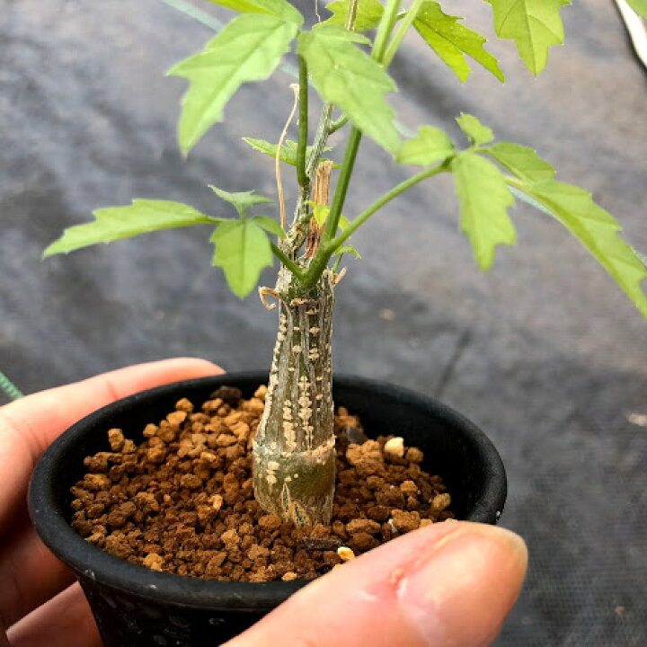楽天市場】多肉植物：モモルディカ ロストラータ*塊幅1cm : 遊恵盆栽 