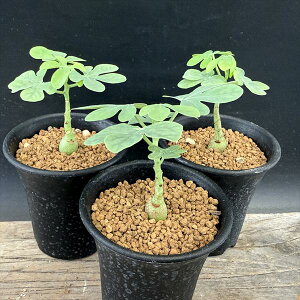 R[fbNXFAfjA@OEJ@3Zbg*򍪕1cm