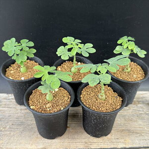 R[fbNXFAfjA@OEJ@5Zbg*򍪕1.8cm