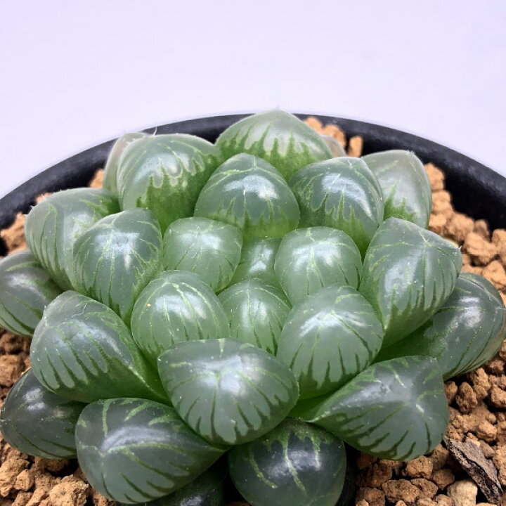 多肉植物 ハオルチア 紫オブツーサ 幅5ｃｍ 葉にワレあり New限定品