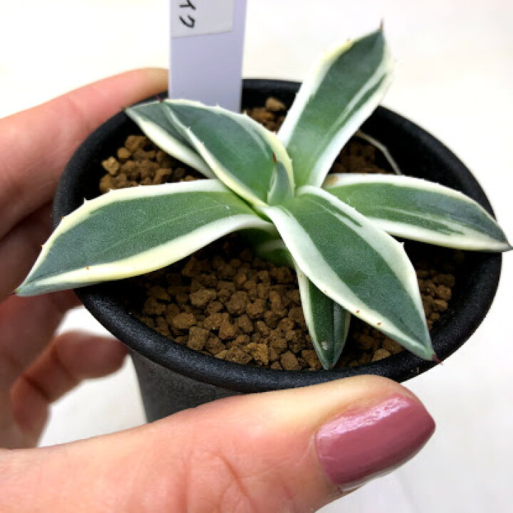 楽天市場】多肉植物：アガベ メリコ錦 クリームスパイク S*幅8cm 