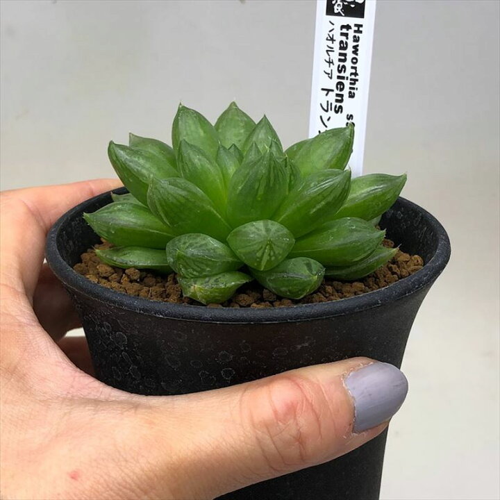 楽天市場 多肉植物 ハオルチア トランシエンス M 幅7ｃｍ 遊恵盆栽 楽天市場店