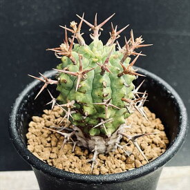多肉植物：ユーフォルビア　ステリスピナ　群星冠*幅3.5cm