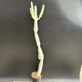 多肉植物：ユーフォルビア　ホワイトゴースト*M　幅3cm