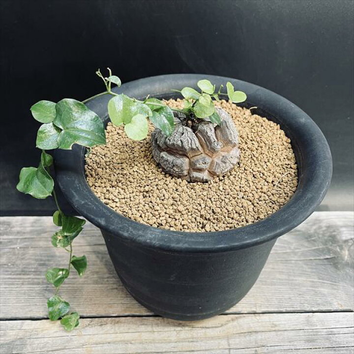 楽天市場】☆特価☆コーデックス：アフリカ亀甲竜*塊根幅6.5cm 現品 
