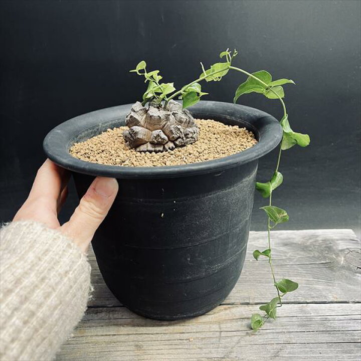 楽天市場】☆特価☆コーデックス：アフリカ亀甲竜*塊根幅6.5cm 現品 
