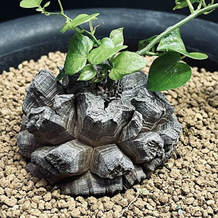 楽天市場】☆特価☆コーデックス：アフリカ亀甲竜*塊根幅6.5cm 現品 
