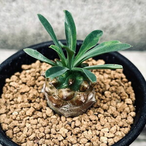 AF[tHrA@R(т)*S@t4cm