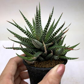 楽天市場 十二の巻 多肉植物 花 観葉植物 花 ガーデン Diy の通販