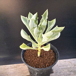 �����A���F�}�T�C�̖�K*��9cm