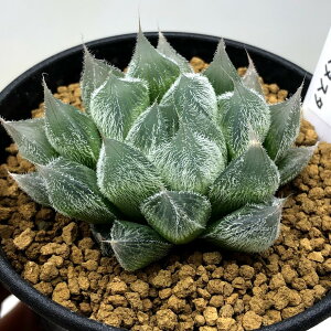 多肉植物 白 観葉植物の人気商品 通販 価格比較 価格 Com
