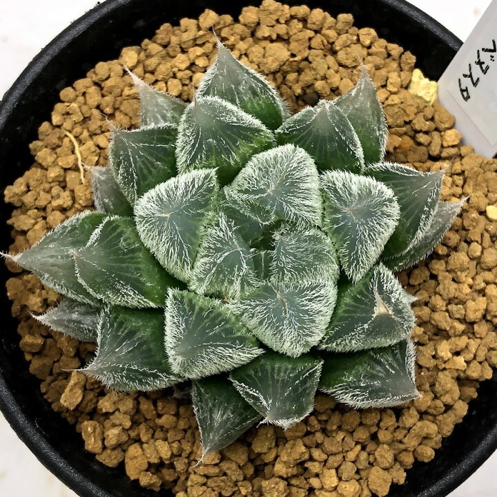楽天市場】多肉植物：ハオルチア ベヌスタ 特白選抜タイプ*幅6cm 
