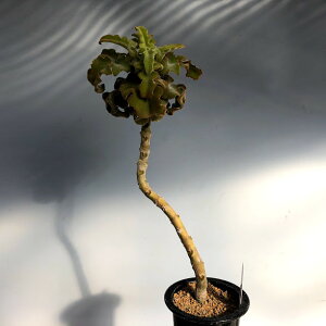 観葉植物 多肉植物 カランコエの人気商品 通販 価格比較 価格 Com