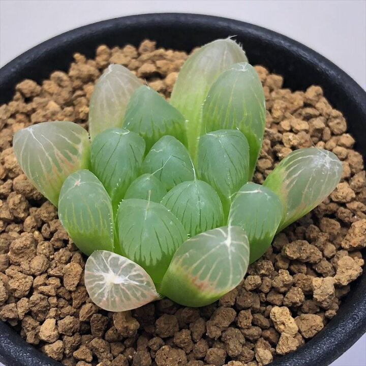 多肉植物 ハオルチア オブツーサ Hyb 4ｃｍ 最大67 オフ