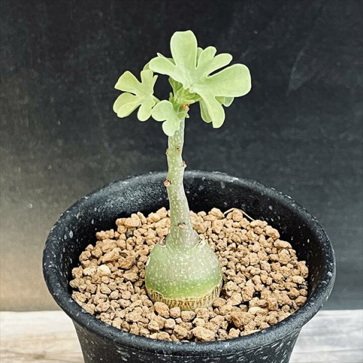 楽天市場】☆特価☆多肉植物：アデニア グラウカ*S 塊幅1.8cm ☆赤松 
