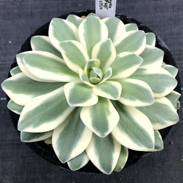楽天市場 多肉植物 オロスタキス 富士 幅12ｃｍ 遊恵盆栽 楽天市場店