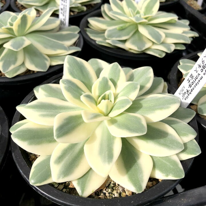 楽天市場 多肉植物 オロスタキス 富士 幅12ｃｍ 遊恵盆栽 楽天市場店