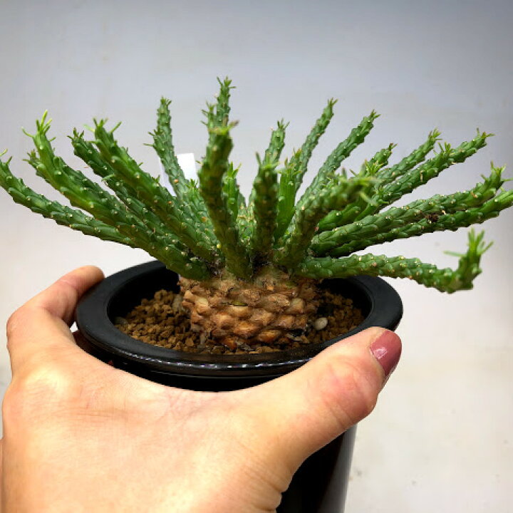 楽天市場】多肉植物：ユーフォルビア フラナガニー 孔雀丸*幅15cm 