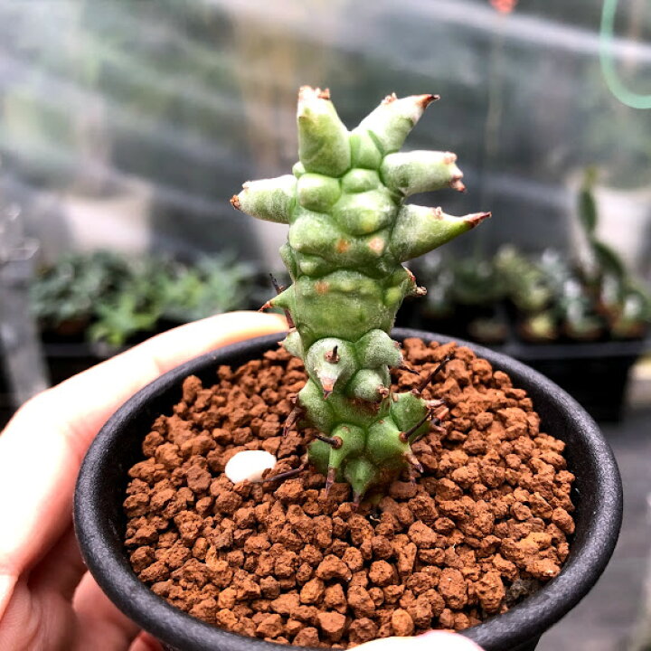 楽天市場 多肉植物 ユーフォルビア ホリダモンスト ｓ 幅2ｃｍ 遊恵盆栽 楽天市場店