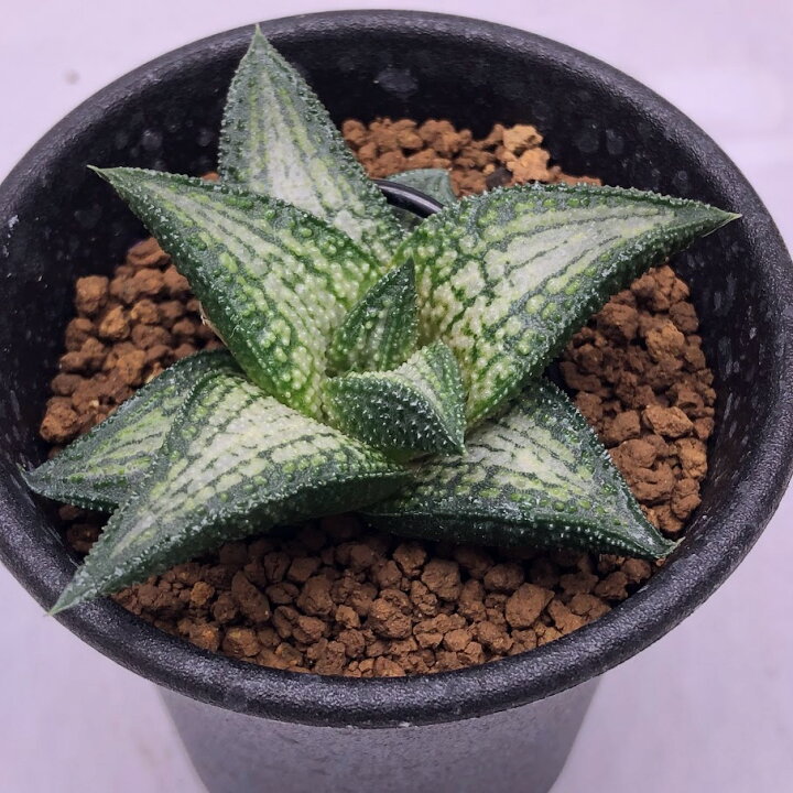 楽天市場 多肉植物 ハオルチア 錦帯橋 S 幅6ｃｍ 遊恵盆栽 楽天市場店