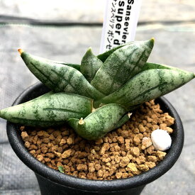 楽天市場 サンスベリア ボンセレンシス 種類 植物 サンスベリア の通販