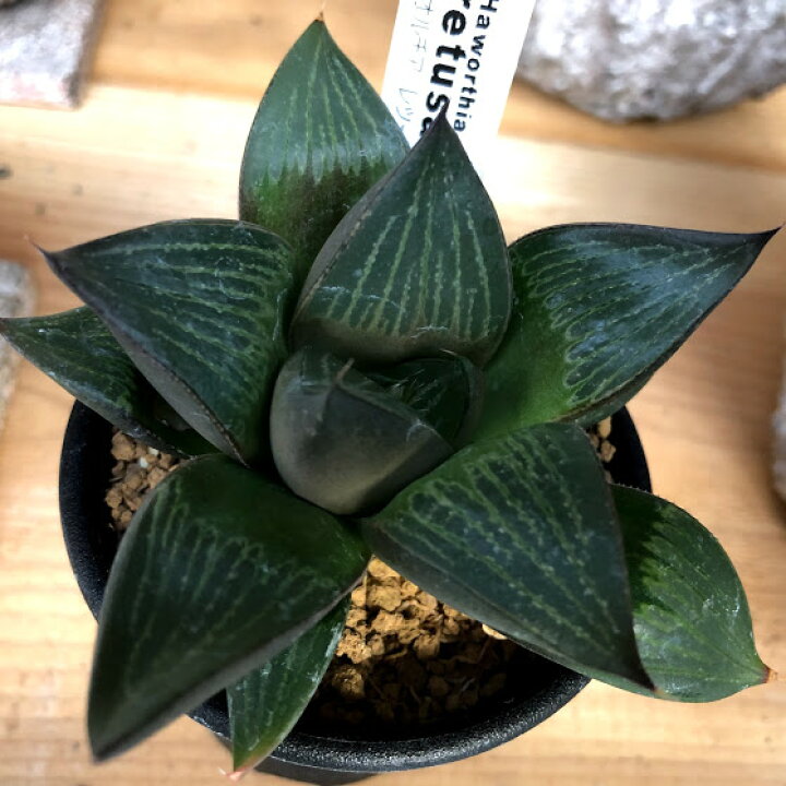 楽天市場 多肉植物 ハオルチア レツーサ M 幅8cm 遊恵盆栽 楽天市場店