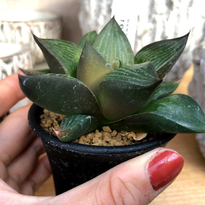 楽天市場 多肉植物 ハオルチア レツーサ M 幅8cm 遊恵盆栽 楽天市場店