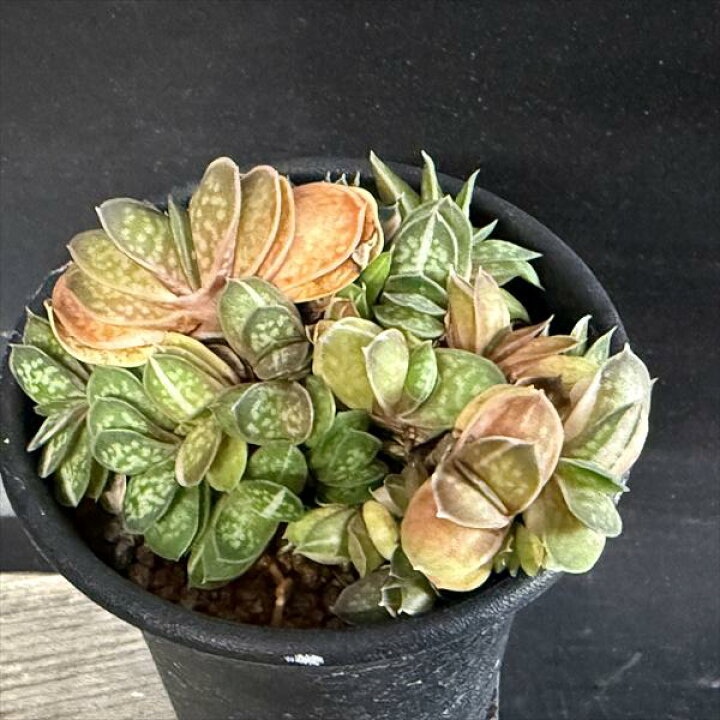 楽天市場】多肉植物：ガステリア 子宝錦*幅7cm : 遊恵盆栽 楽天市場店