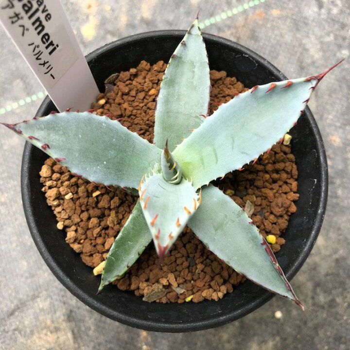 楽天市場】多肉植物：アガベ パルメリー*幅7cm : 遊恵盆栽 楽天市場店