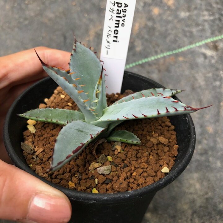 楽天市場】多肉植物：アガベ パルメリー*幅7cm : 遊恵盆栽 楽天市場店