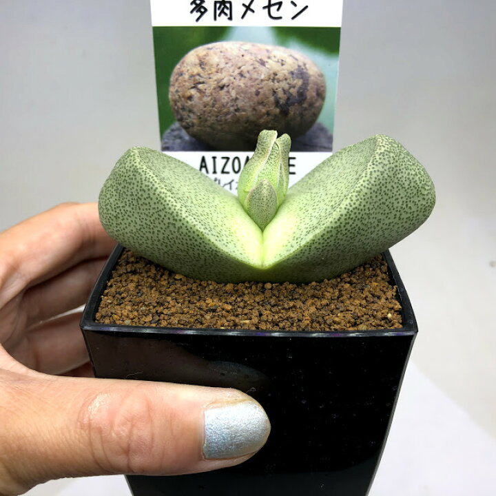楽天市場 多肉植物 メセン プレイオスピロス 幅8ｃｍ 遊恵盆栽 楽天市場店