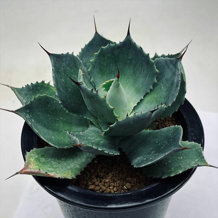 多肉植物アガべフエロックス覆輪縞斑，超稀少株 （多肉植物：アガベ 風 
