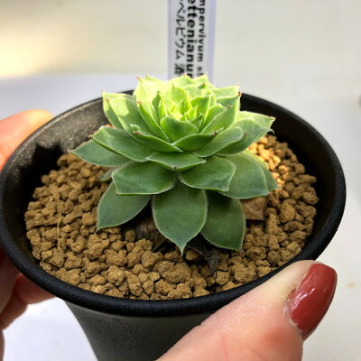 楽天市場 多肉植物 センペルビウム 酒中花 幅5 5ｃｍ 遊恵盆栽 楽天市場店