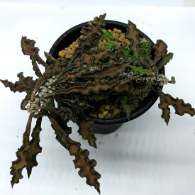 多肉植物：ユーフォルビア　デカリー*M　葉幅9cm
