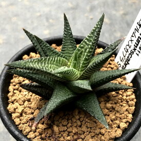 楽天市場 ハオルチア 花 ガーデン Diy の通販