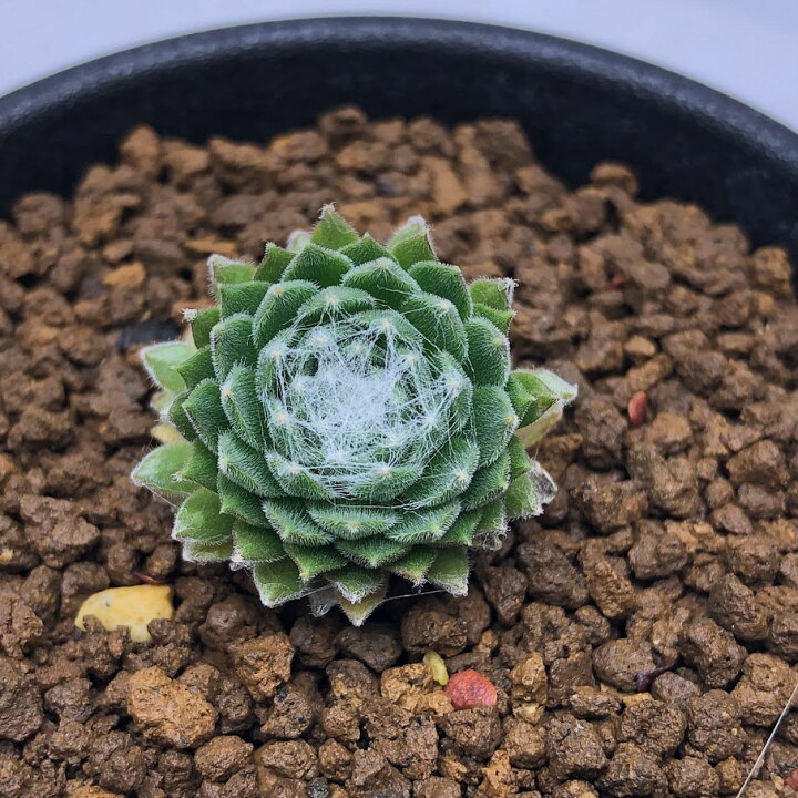 楽天市場 多肉植物 センペルビウム 巻絹 幅2ｃｍ 遊恵盆栽 楽天市場店